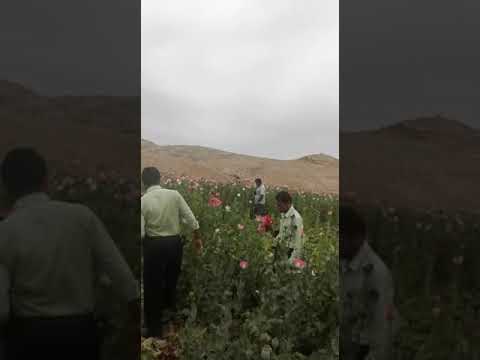کاشت غیر قانونی خشخاش در ایران