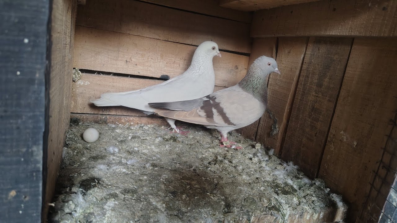 First Egg 🥚 | Finally Is Kabutar Ne Anda De Diya🥳