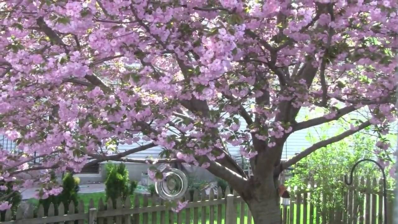 Testing my new Canon Vixia HF M31