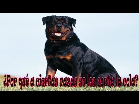 Video: ¿Por qué los gatos zigzaguean hacia atrás y hacia adelante frente a usted mientras camina?