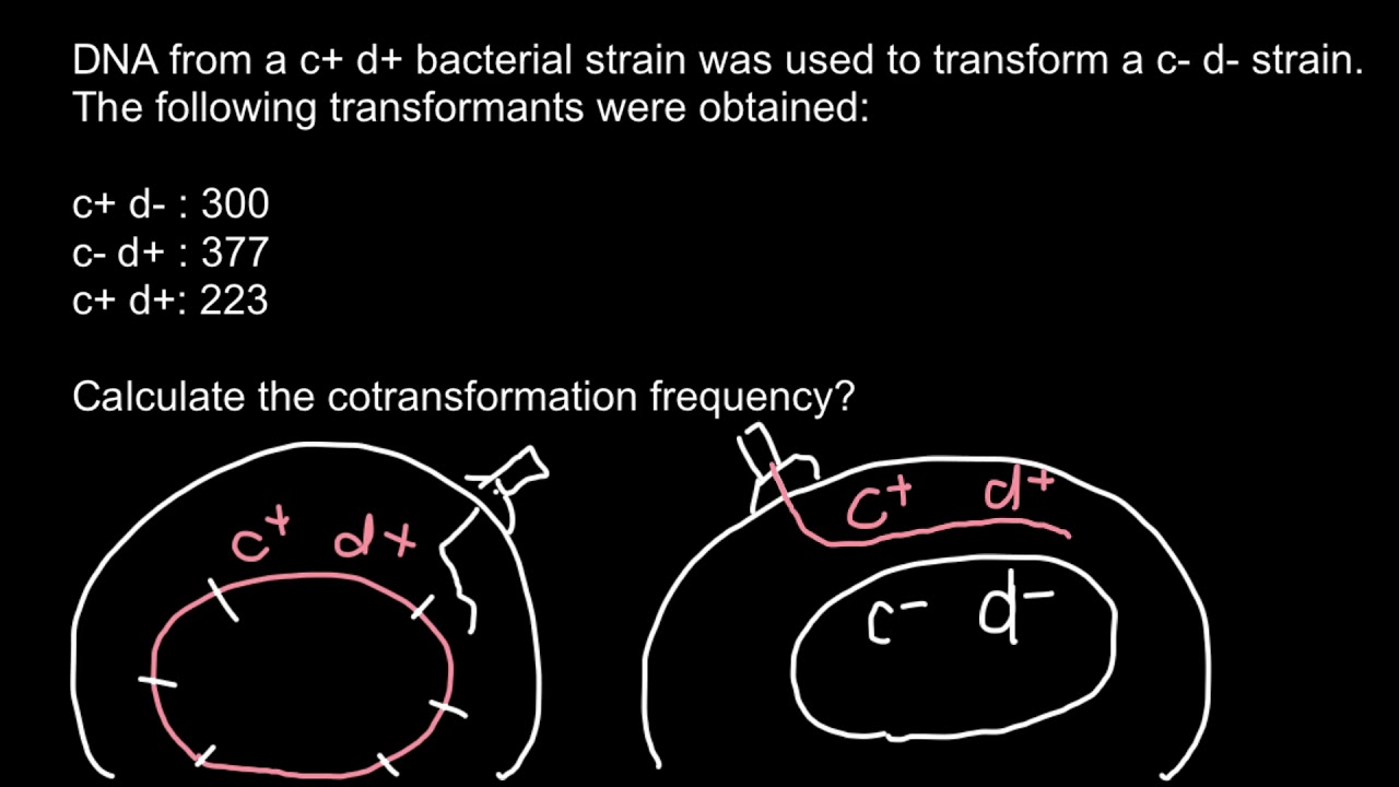 How to Find Cotransformation Frequency - YouTube