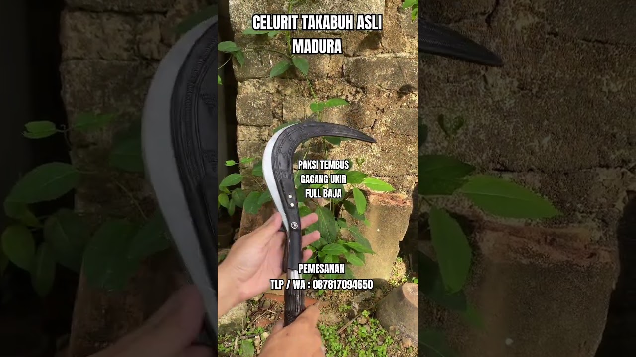 CELURIT TAKABUH ASLI MADURA! HALUS DAN RAPI BANGET 