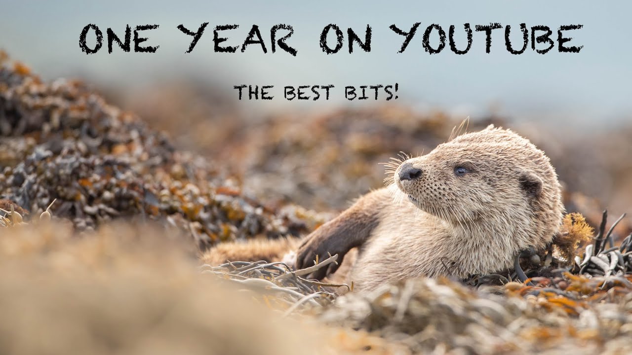 One Year on YouTube The Highlights and Some Unseen Footage British Wildlife Photography