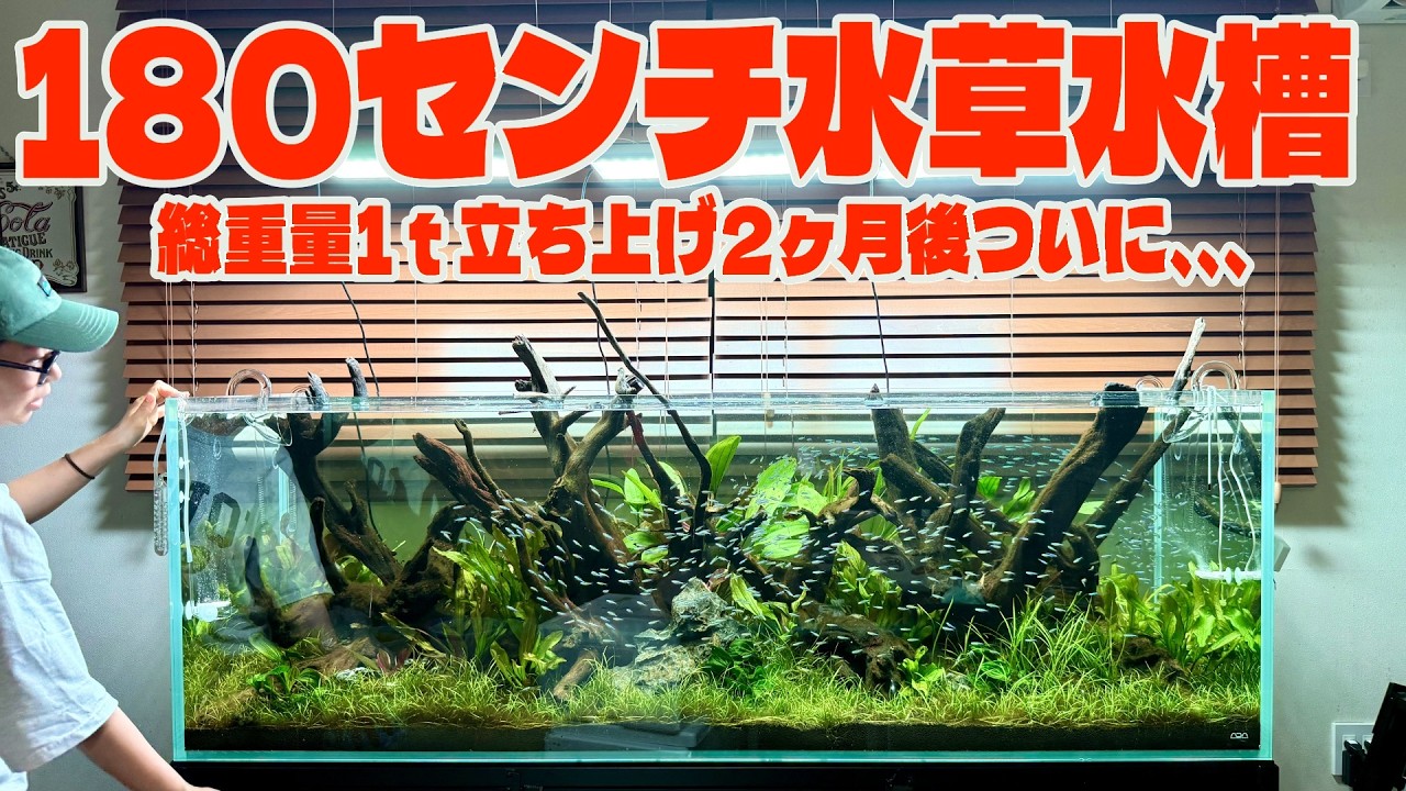 Aquarium] Creating a mega-sized 180cm aquarium with aquatic plants
