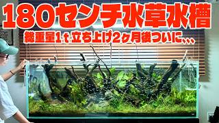 Aquarium] Creating a mega-sized 180cm aquarium with aquatic plants
