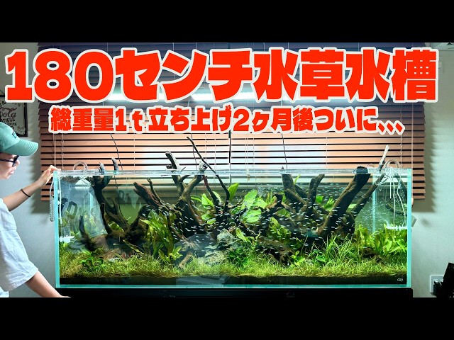 Aquarium] Creating a mega-sized 180cm aquarium with aquatic plants