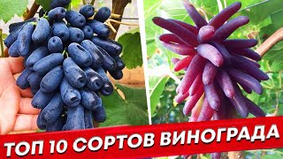 Оставил только эти 10 сортов винограда.