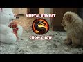 Mortal Kombat chow chow