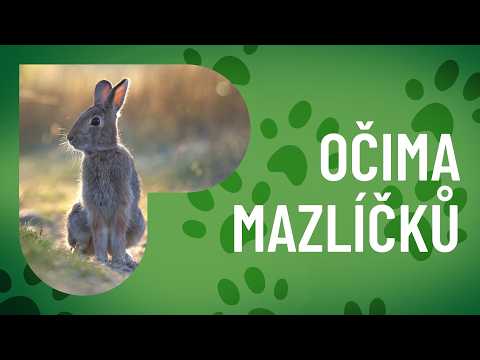 Ušáci pod lupou 2: Zdraví, hygiena a králičí rarity