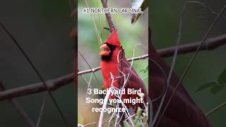 3 Lagu Burung Halaman Belakang yang Mungkin Anda Kenali