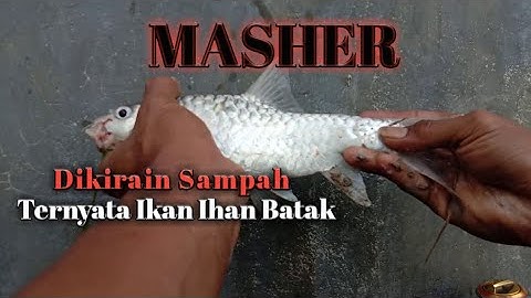 Mancing ikan jurung #2  ll Dibawah Jembatan Rindam  P.Siantar ll