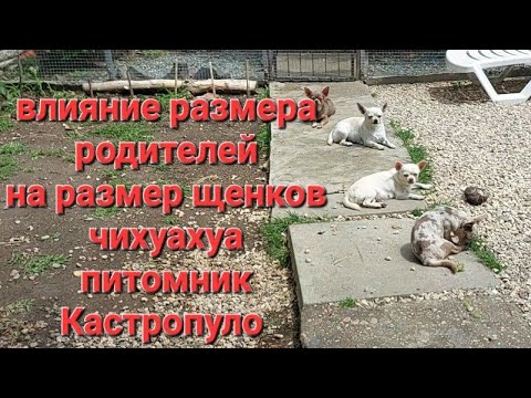 Видео: Что делать, когда ваша собака ест тампон