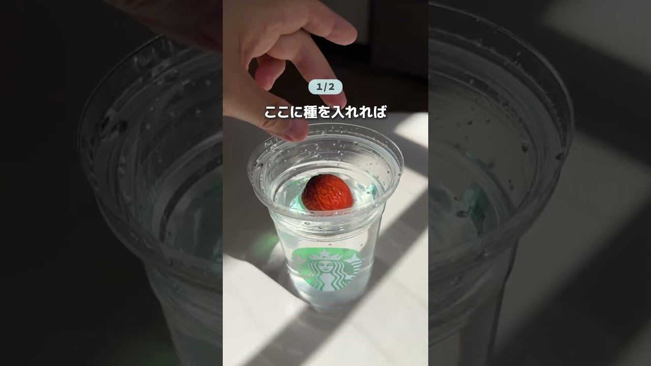 【植物ハック3選🌱】#暮らし #ライフハック #裏技 #植物 #水耕栽培
