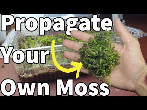 How to:Grow SPHAGNUM MOSS|Dried moss?Propagate aquarium and terrarium moss for free|Best method