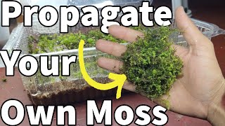 How to:Grow SPHAGNUM MOSS|Dried moss?Propagate aquarium and terrarium moss for free|Best method