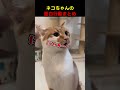 茶トラ猫ちゃんのやらかし集がヤバい...