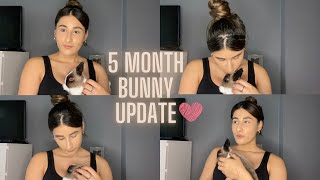 NETHERLAND DWARF UPDATE + WHAT ITS LIKE HAVING AN INDOOR FREE ROAM BUNNY RABBIT | | ALICIA ASHLEY by Alicia Ashley 5,540 views 2 years ago 18 minutes