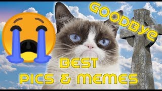 Tribute to Grumpy Cat - Rest in Peace