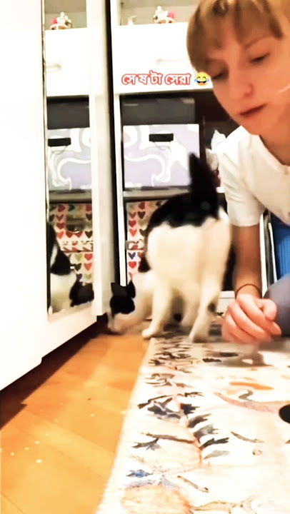 Of course, we love both cats equally 😂#shorts #cat #funny