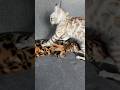 #JasonDeruloTV // Bengal Cats! #GotPermissionToPost From TT @foreignbengals #SlowLow