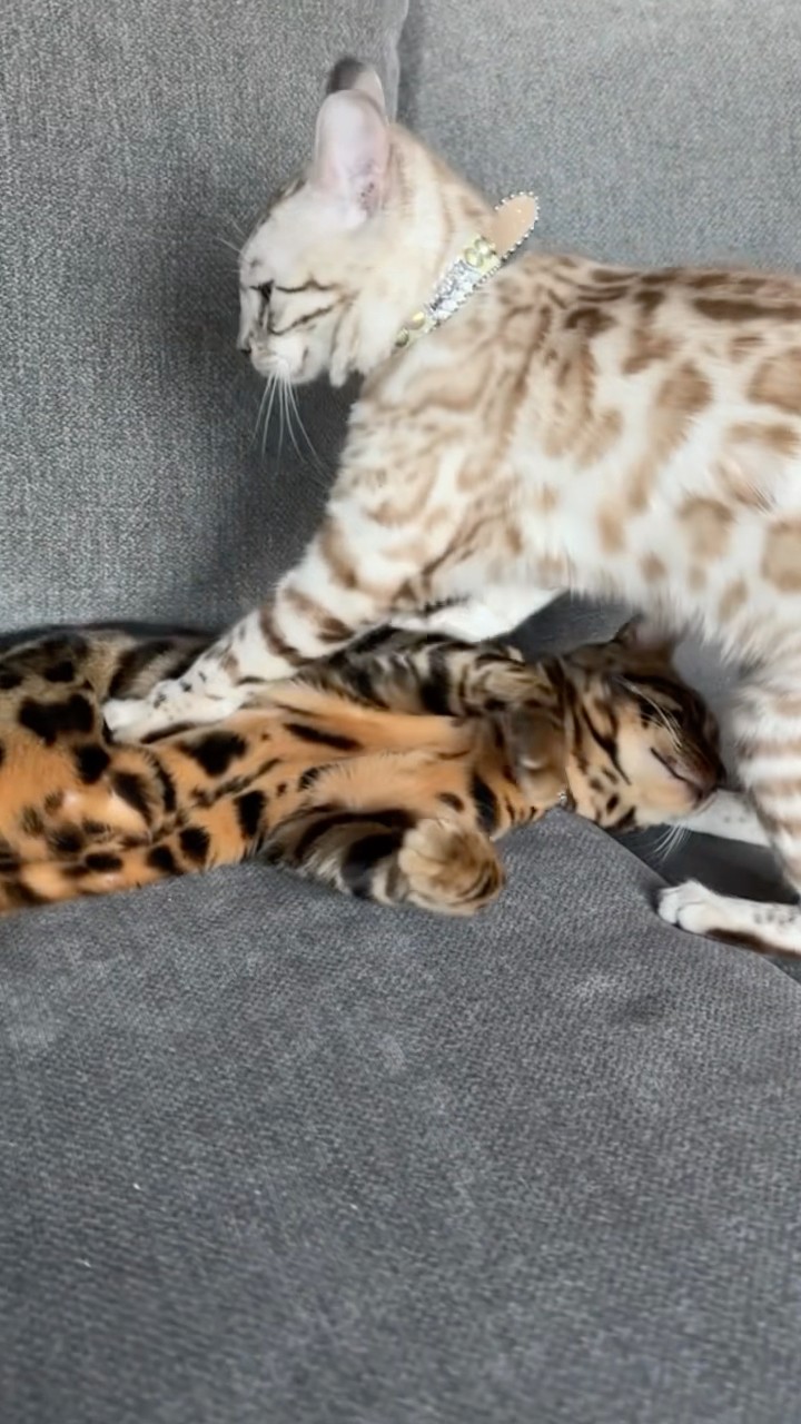 #JasonDeruloTV // Bengal Cats! #GotPermissionToPost From TT @foreignbengals #SlowLow