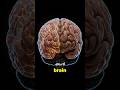 🧠 I'm Your Brain: Let's Fix This Dopamine Leak?