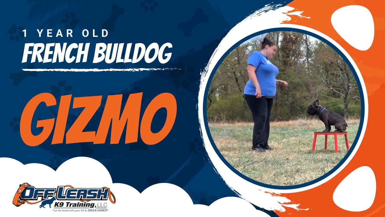 Are French Bulldogs Good Off Leash