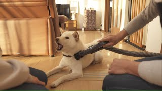 冬前の柴犬の換毛期で抜け毛で掃除機を使ったら文句を言いそうな柴犬が可愛いｗ