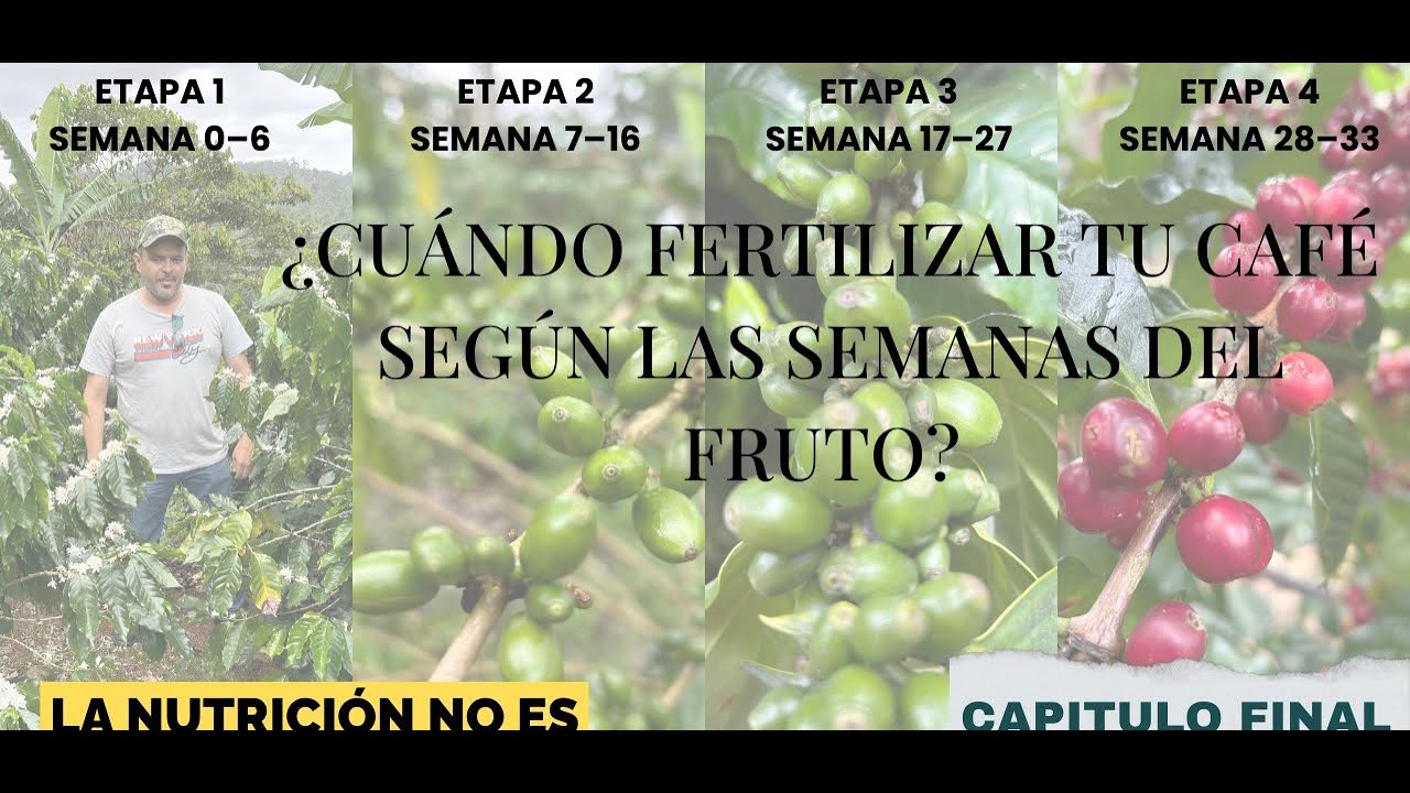¿En qué etapa está tu cafeto y qué deberías aplicar? 
