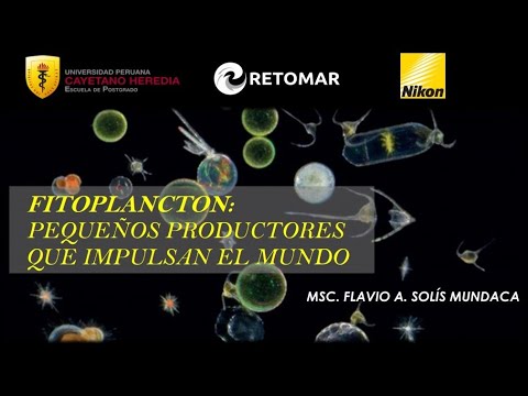 Video: ¿Cómo puede ser perjudicial el fitoplancton?