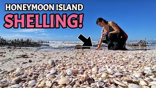 SUPER Low Tide Uncovers Loads of Beautiful Seashells on Honeymoon Island State Park!
