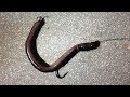 How To Hook Big Worms For Catfish Rig(1)DIY Fishing Tips - Cách Móc Giun To (Trùn Hổ)