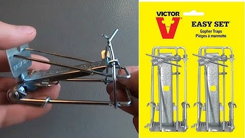 How to Set Victor Easy Set Gopher Trap