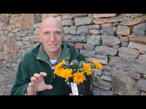 Video: Groeiende Gazania As Meerjarige (36 Foto's): Versorging En Bewaring Van Blomme, Plant In Die Tuin In Die Oop Veld. Hoe Om In Die Winter Te Hou?