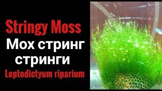 Stringy moss.Мох Стринг. Стринги.Leptodictyum riparium. Stringy moss.Мох Стринг. Стринги.Leptodictyum riparium.