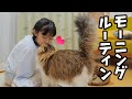 登校前の小学生女子ともふ猫の仲良しモーニングルーティン