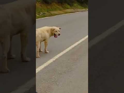 Köpek Çetesine Denk Gelen Motorcu Konuşmayı Unuttu!