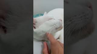 Cay Getting Scritches