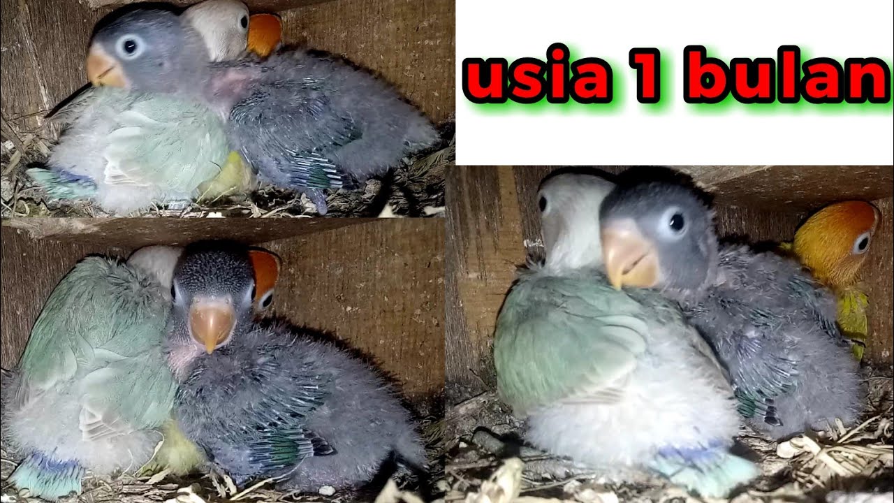 Anakan lovebird usia 1 bulan didalam glodok 