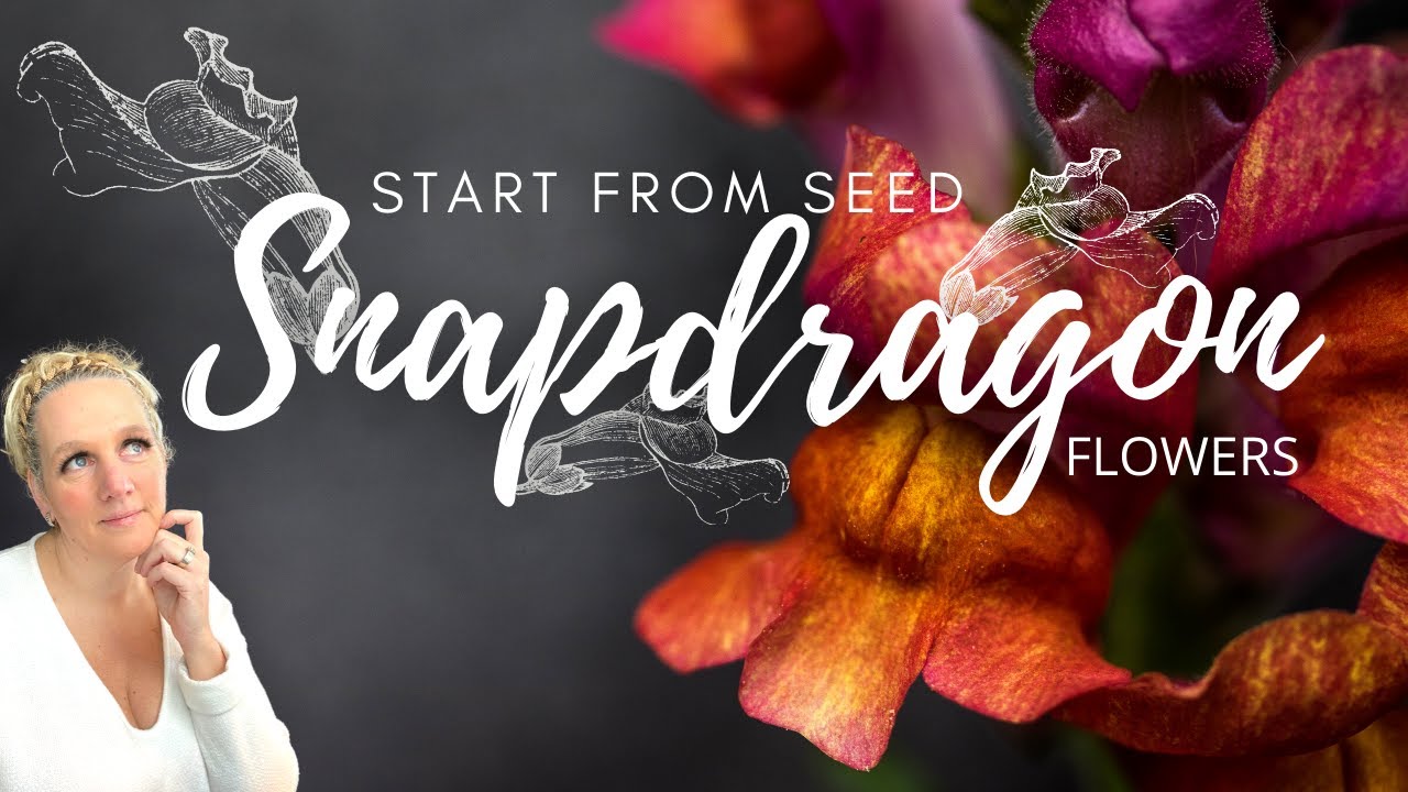 WHY AM I USING VERMICULITE? Starting Snapdragon Seeds