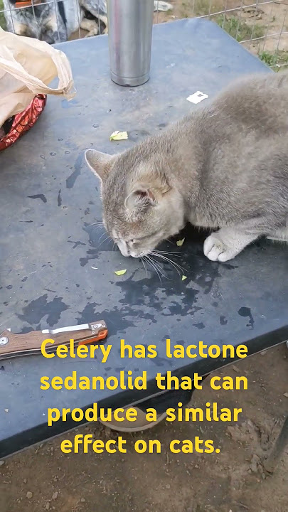 Caution!  Cats & Celery