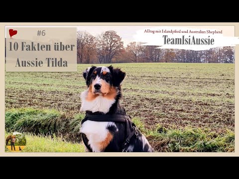 Video: Fakten über Australian Shepherds