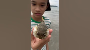 Cá Nóc Siêu Độc