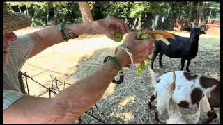 Near Assisi, Our Goats Feast With Gusto