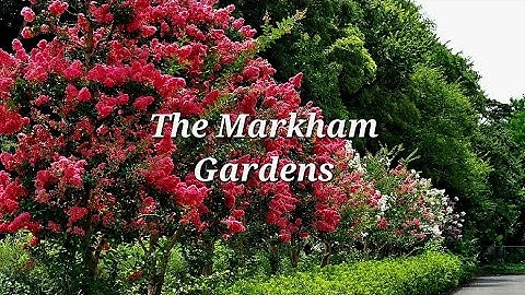 Propagating Crepe Myrtles @TheMarkhamGardens