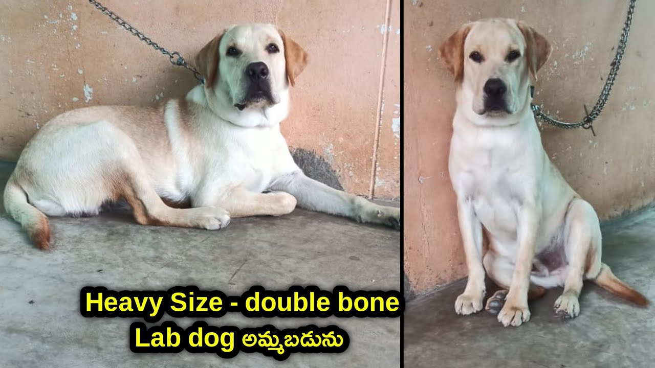 top quality Lab dog for sale in telugu/88863 35195 /aj pets YouTube