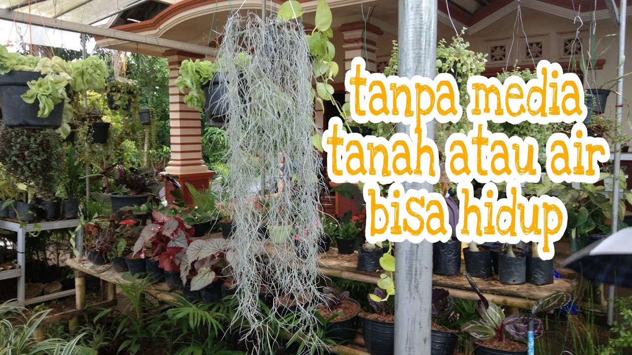 Jenggot musa, tumbuhan ajaib tanpa media tanah atau air,,