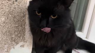 The loudest black cat ever!