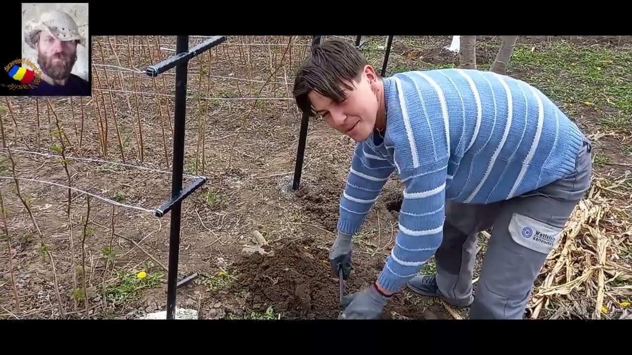 LUCRARI IN PLANTATIA DE ZMEURA. CUM ANCORAM STALPII SI FACEM GAURI CU BURGHIU MANUAL PENTRU ANCORE