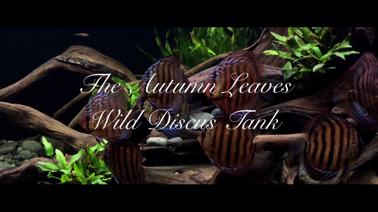 The Autumn Leaves WILD DISCUS TANK YouTube